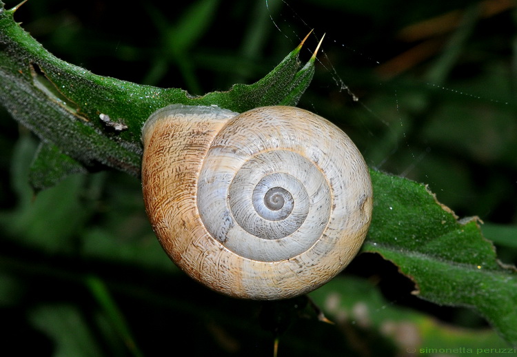 Gasteropoda dell''Impruneta: Eobania vermiculata